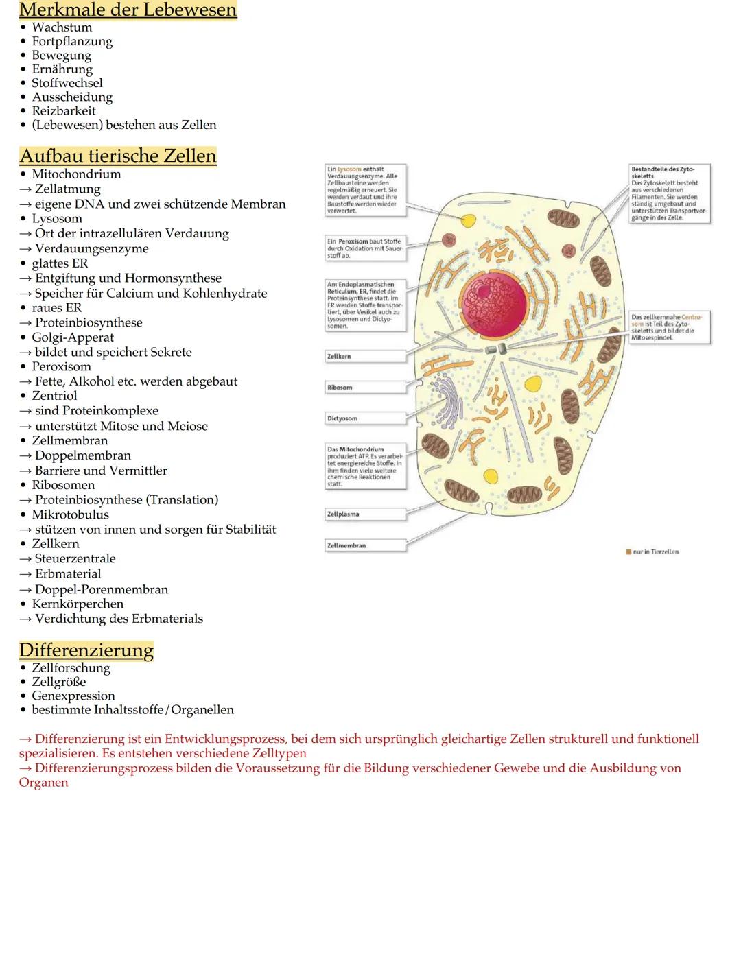 # Merkmale der Lebewesen

• Wachstum

• Fortpflanzung

• Bewegung

• Ernährung

• Stoffwechsel

• Ausscheidung

• Reizbarkeit

• (Lebewesen)