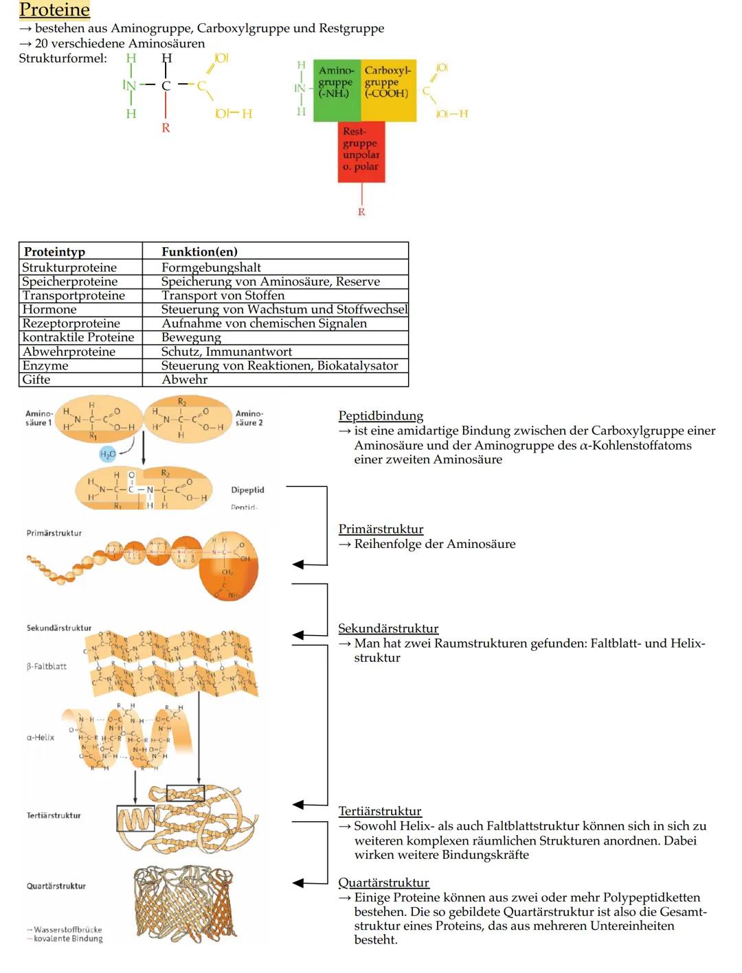 # Merkmale der Lebewesen

• Wachstum

• Fortpflanzung

• Bewegung

• Ernährung

• Stoffwechsel

• Ausscheidung

• Reizbarkeit

• (Lebewesen)