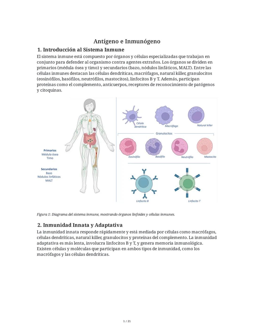 Antígeno e Inmunógeno
1. Introducción al Sistema Inmune
El sistema inmune está compuesto por órganos y células especializadas que trabajan e