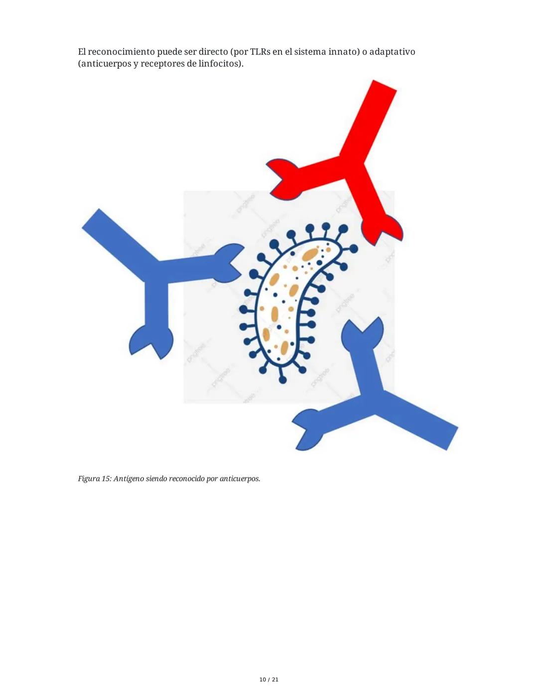 Antígeno e Inmunógeno
1. Introducción al Sistema Inmune
El sistema inmune está compuesto por órganos y células especializadas que trabajan e