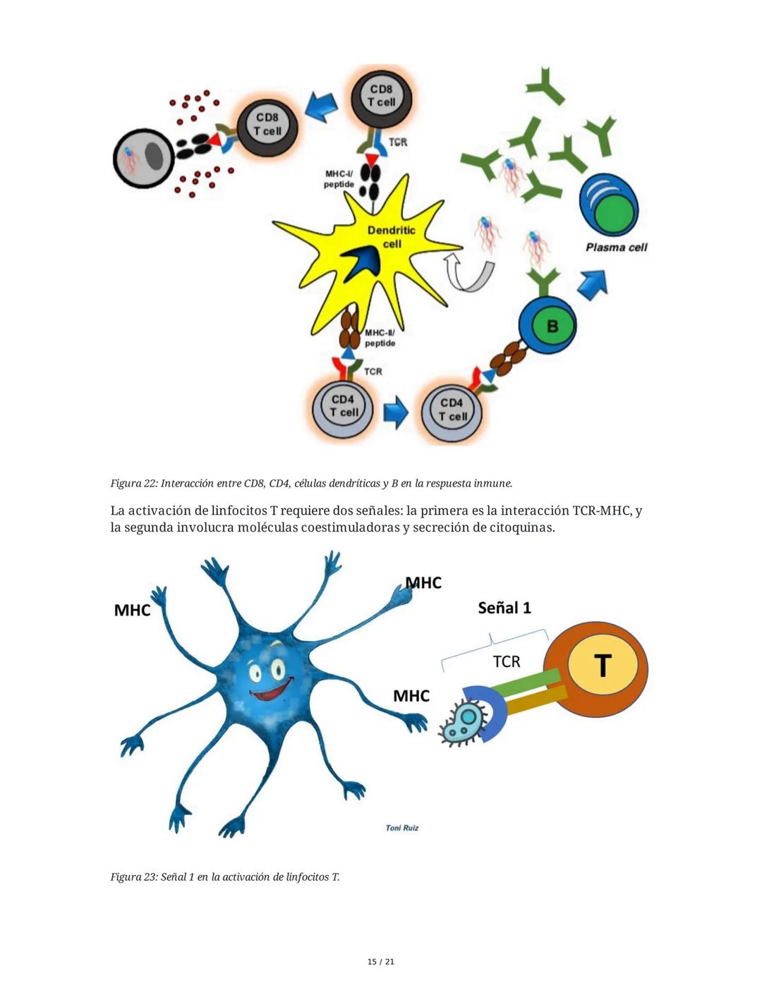 Antígeno e Inmunógeno
1. Introducción al Sistema Inmune
El sistema inmune está compuesto por órganos y células especializadas que trabajan e