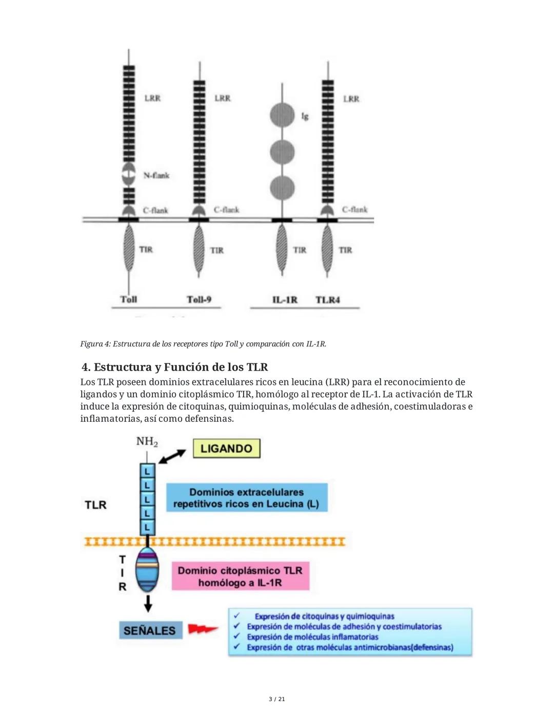Antígeno e Inmunógeno
1. Introducción al Sistema Inmune
El sistema inmune está compuesto por órganos y células especializadas que trabajan e