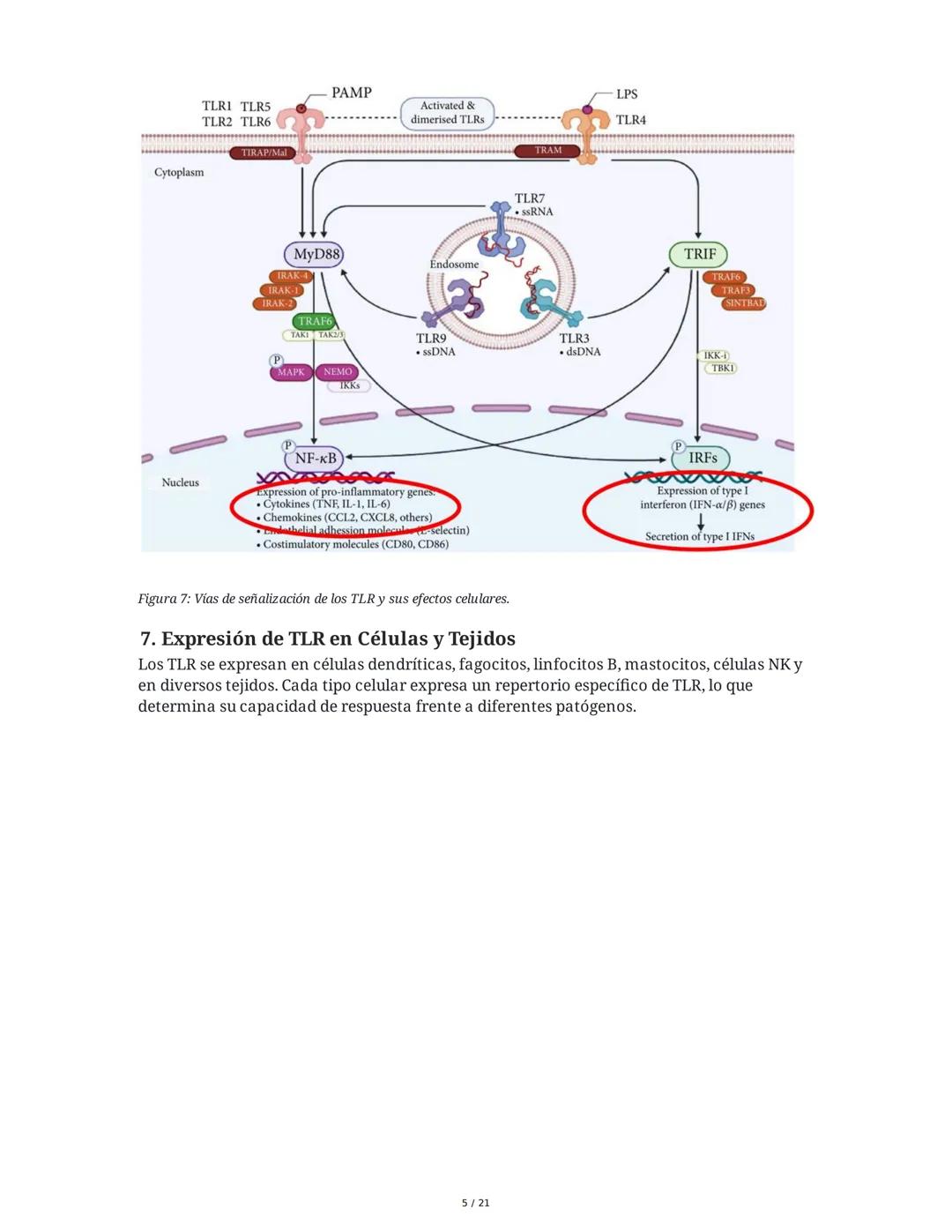 Antígeno e Inmunógeno
1. Introducción al Sistema Inmune
El sistema inmune está compuesto por órganos y células especializadas que trabajan e