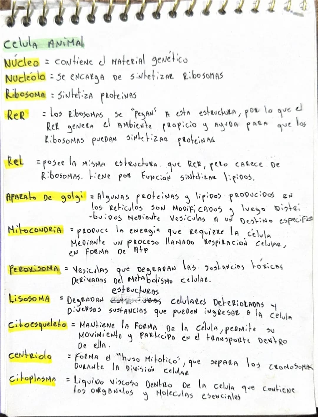 --- OCR Start ---
Celula ANIMAL
Núcleo = contiene el Material genético
Nucleolo se encarga De
SintetizAR RibOSOMAS
RiboSOMA : Sintetiza prot