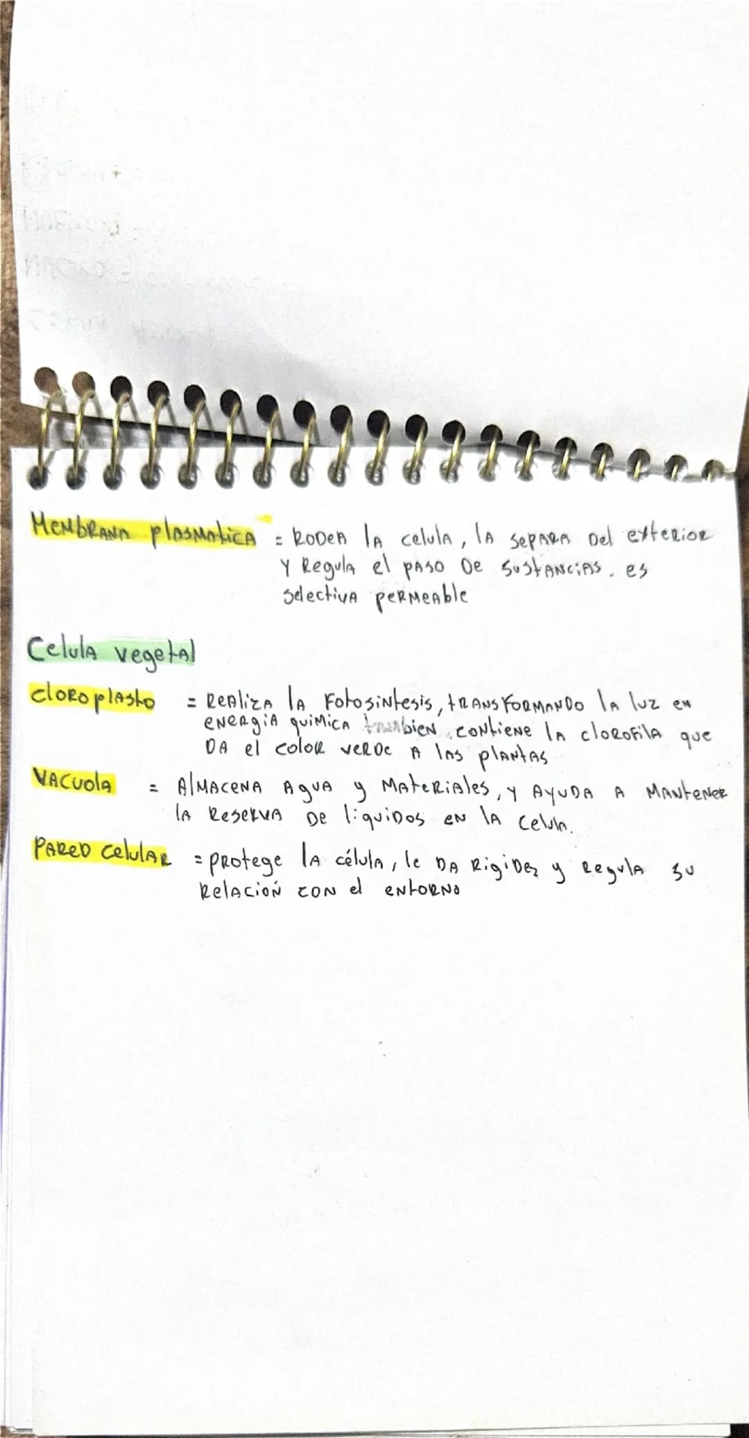 --- OCR Start ---
Celula ANIMAL
Núcleo = contiene el Material genético
Nucleolo se encarga De
SintetizAR RibOSOMAS
RiboSOMA : Sintetiza prot