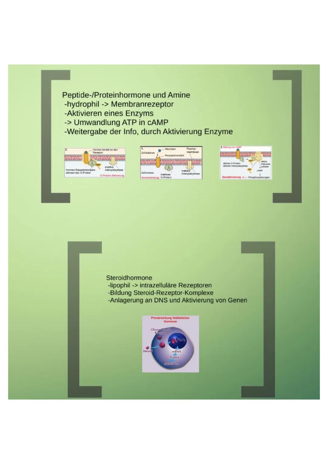 1.Hormone

1.1.Definition
-chemische Signal- und Botenstoffe
-übermitteln Informationen und
regeln wichtige Vorgänge

1.2.Klassifizierung
-U