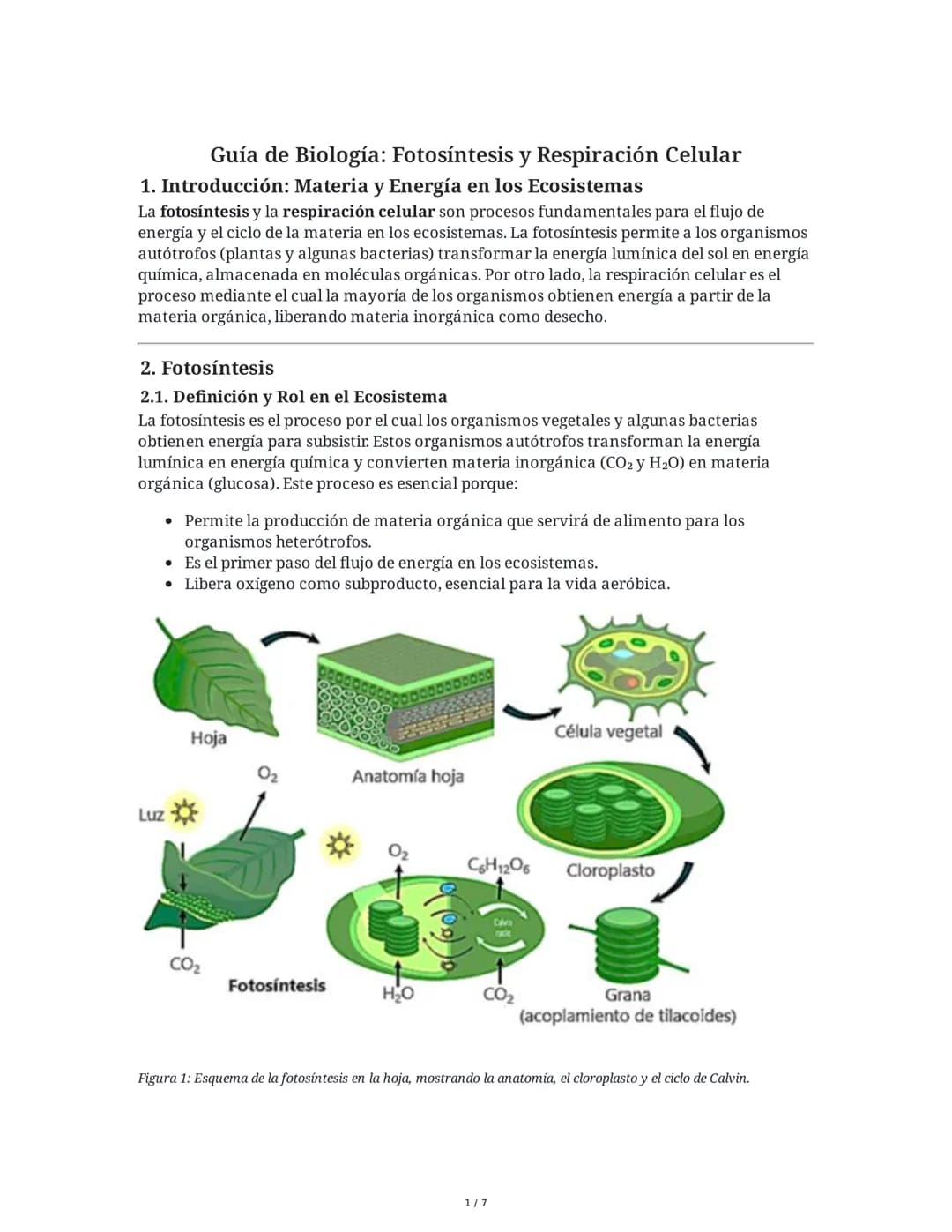 Guía de Biología: Fotosíntesis y Respiración Celular
1. Introducción: Materia y Energía en los Ecosistemas
La fotosíntesis y la respiración 