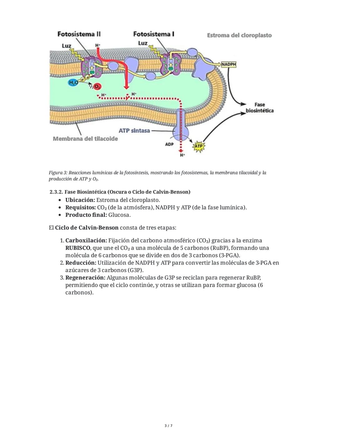 Guía de Biología: Fotosíntesis y Respiración Celular
1. Introducción: Materia y Energía en los Ecosistemas
La fotosíntesis y la respiración 