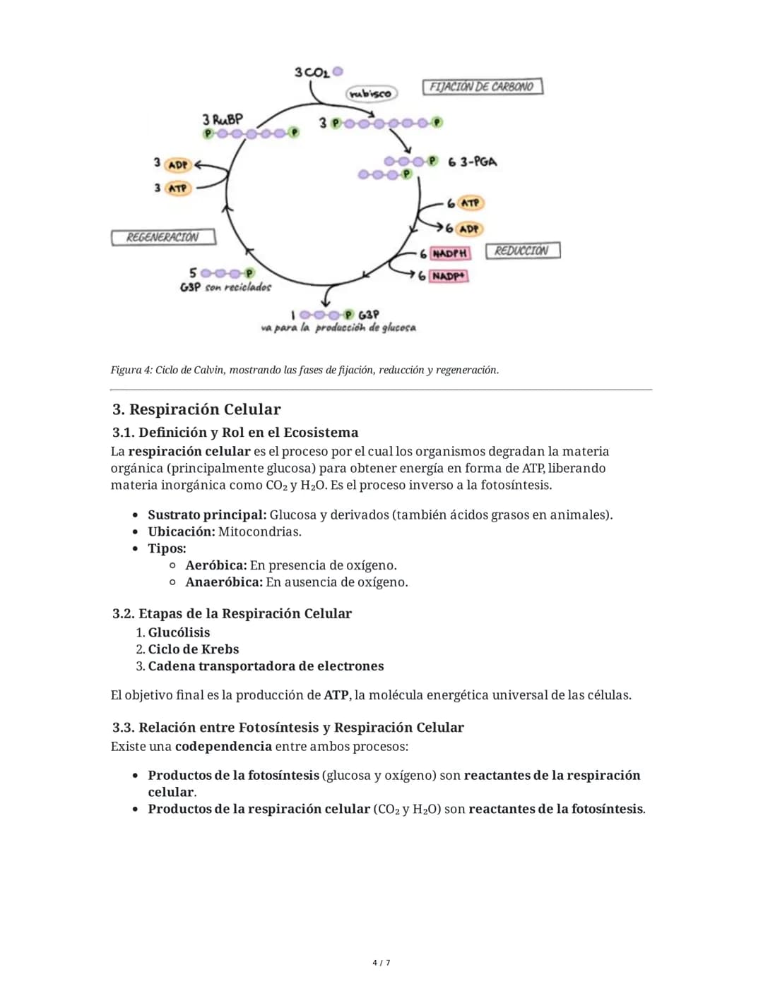 Guía de Biología: Fotosíntesis y Respiración Celular
1. Introducción: Materia y Energía en los Ecosistemas
La fotosíntesis y la respiración 