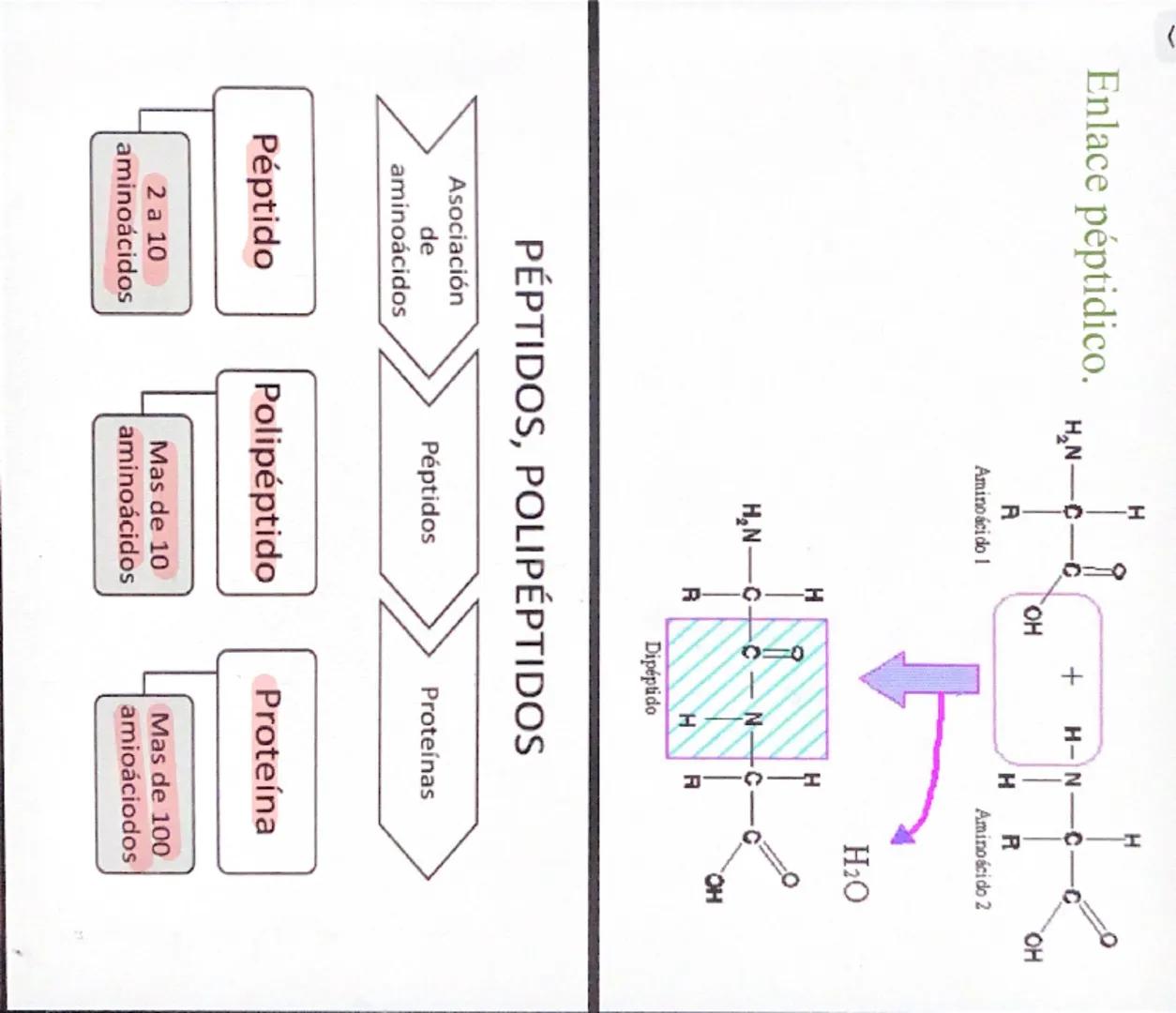 NUTRIENTE Y ALIMENTO
Nutrientes
Son los que aportan la materia de
energía necesarias. La materia
permite formar nuevas células y
reponer las