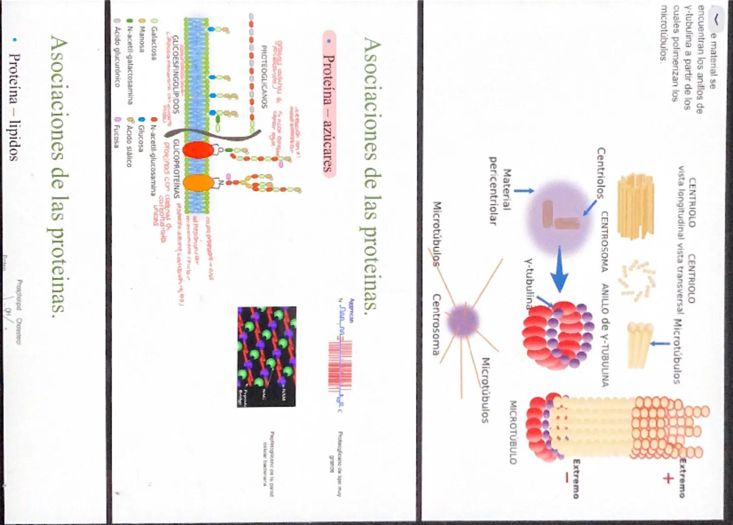 NUTRIENTE Y ALIMENTO
Nutrientes
Son los que aportan la materia de
energía necesarias. La materia
permite formar nuevas células y
reponer las