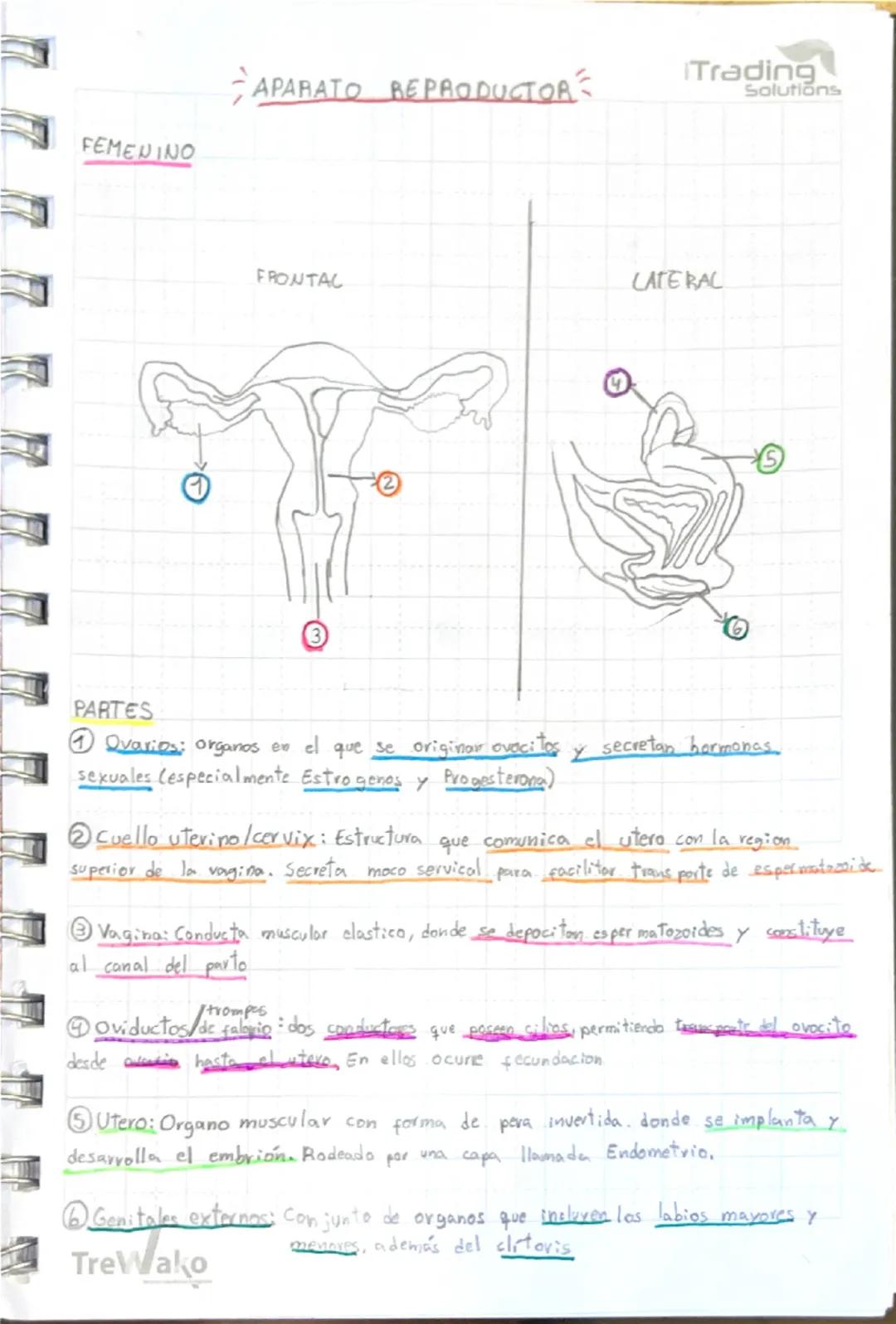 Aparatos Reproductores: Femenino y Masculino