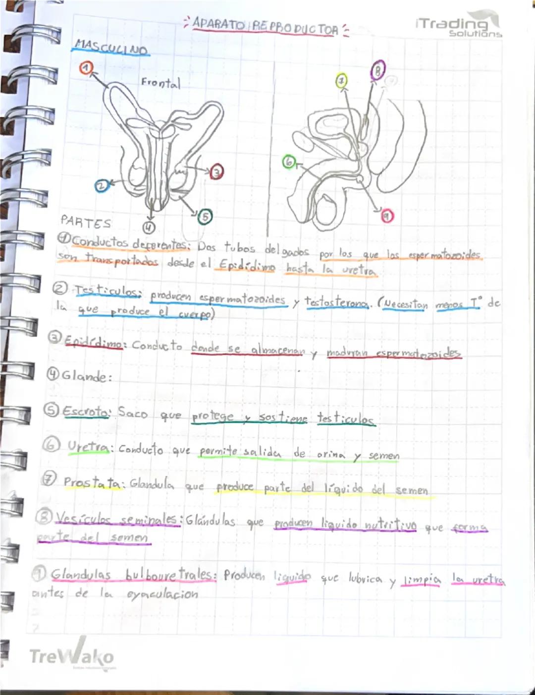 APARATO REPRODUCTORS

Trading
Solutions

FEMENINO

FRONTAL

LATERAL

5

2

PARTES

Ovaries: organos en el que se originar ovocitos y secreta