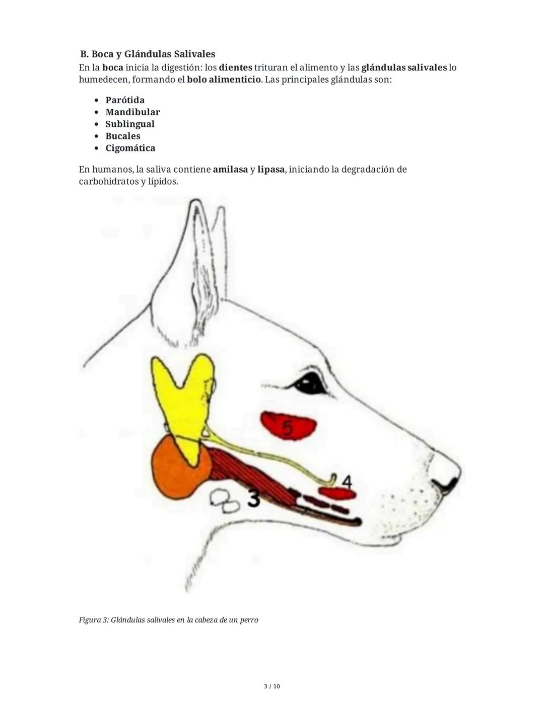 Sistema Digestivo en Animales
1. Introducción y Objetivos
El sistema digestivo es un conjunto de órganos y glándulas responsables de la dige
