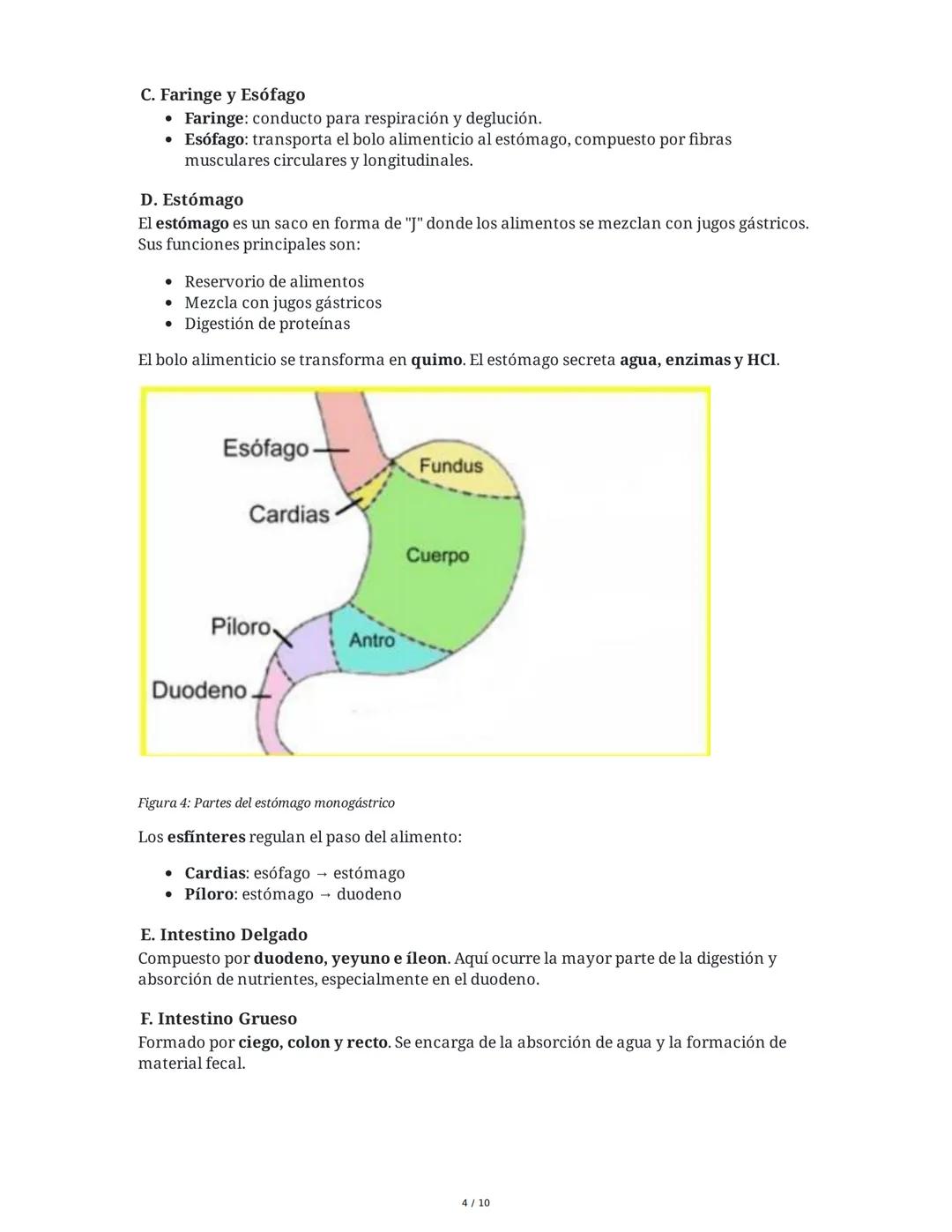 Sistema Digestivo en Animales
1. Introducción y Objetivos
El sistema digestivo es un conjunto de órganos y glándulas responsables de la dige