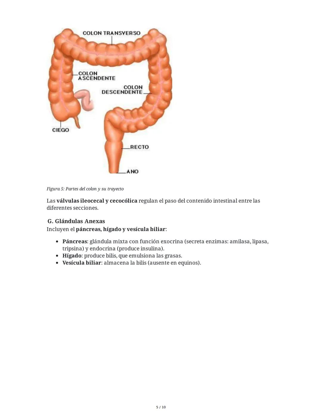 Sistema Digestivo en Animales
1. Introducción y Objetivos
El sistema digestivo es un conjunto de órganos y glándulas responsables de la dige
