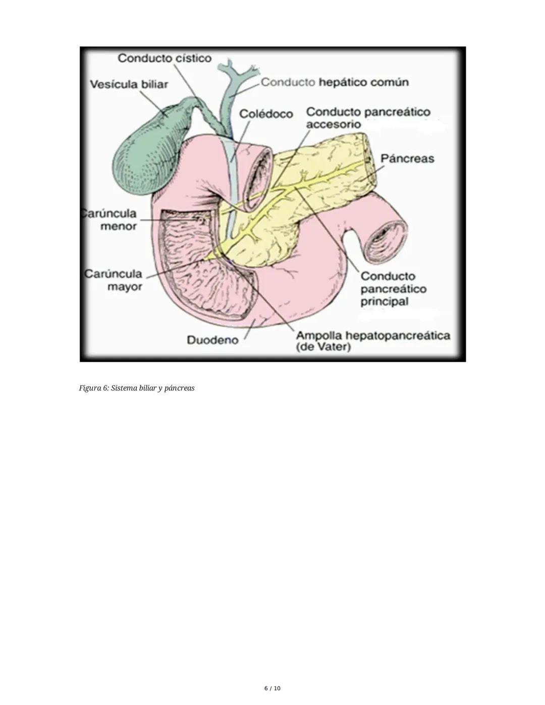 Sistema Digestivo en Animales
1. Introducción y Objetivos
El sistema digestivo es un conjunto de órganos y glándulas responsables de la dige
