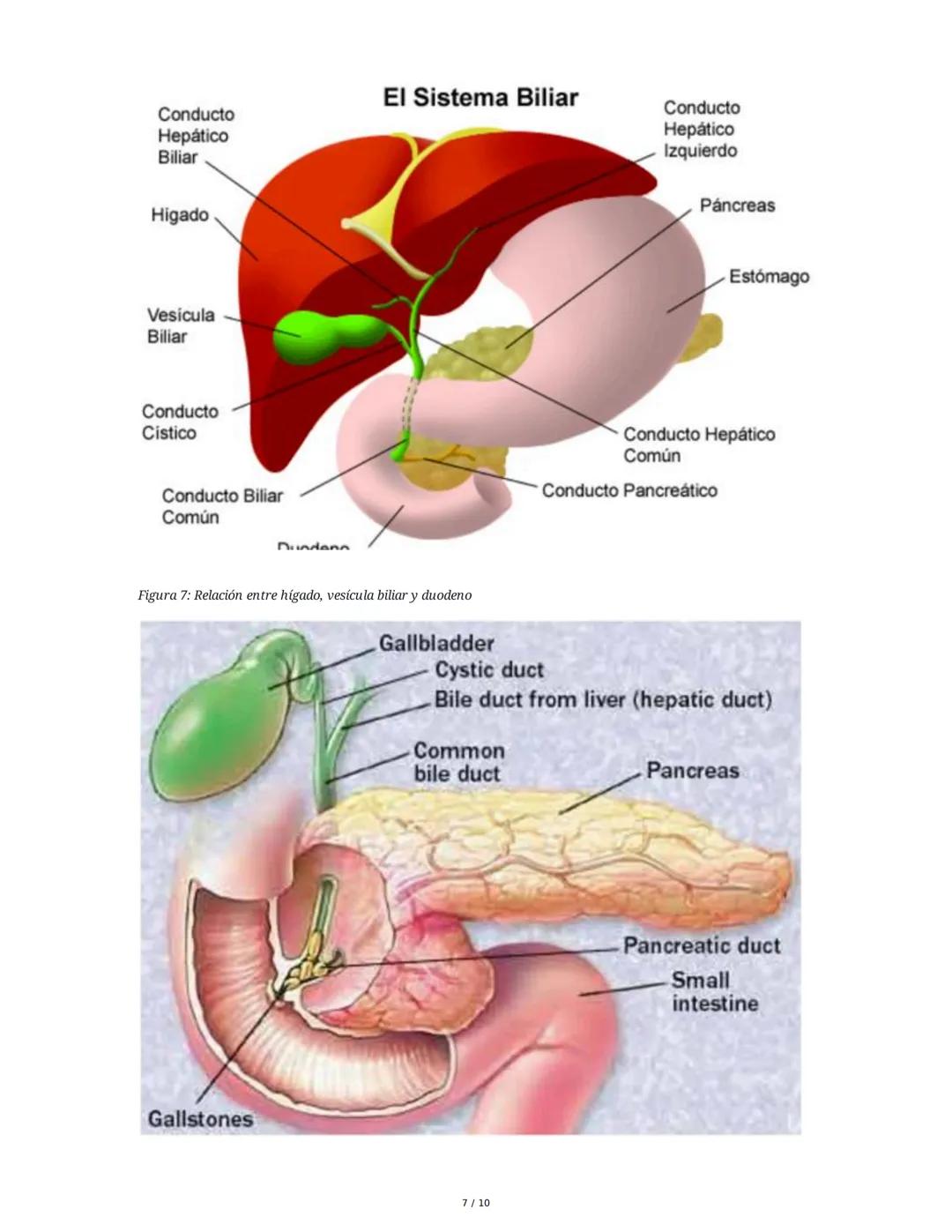Sistema Digestivo en Animales
1. Introducción y Objetivos
El sistema digestivo es un conjunto de órganos y glándulas responsables de la dige