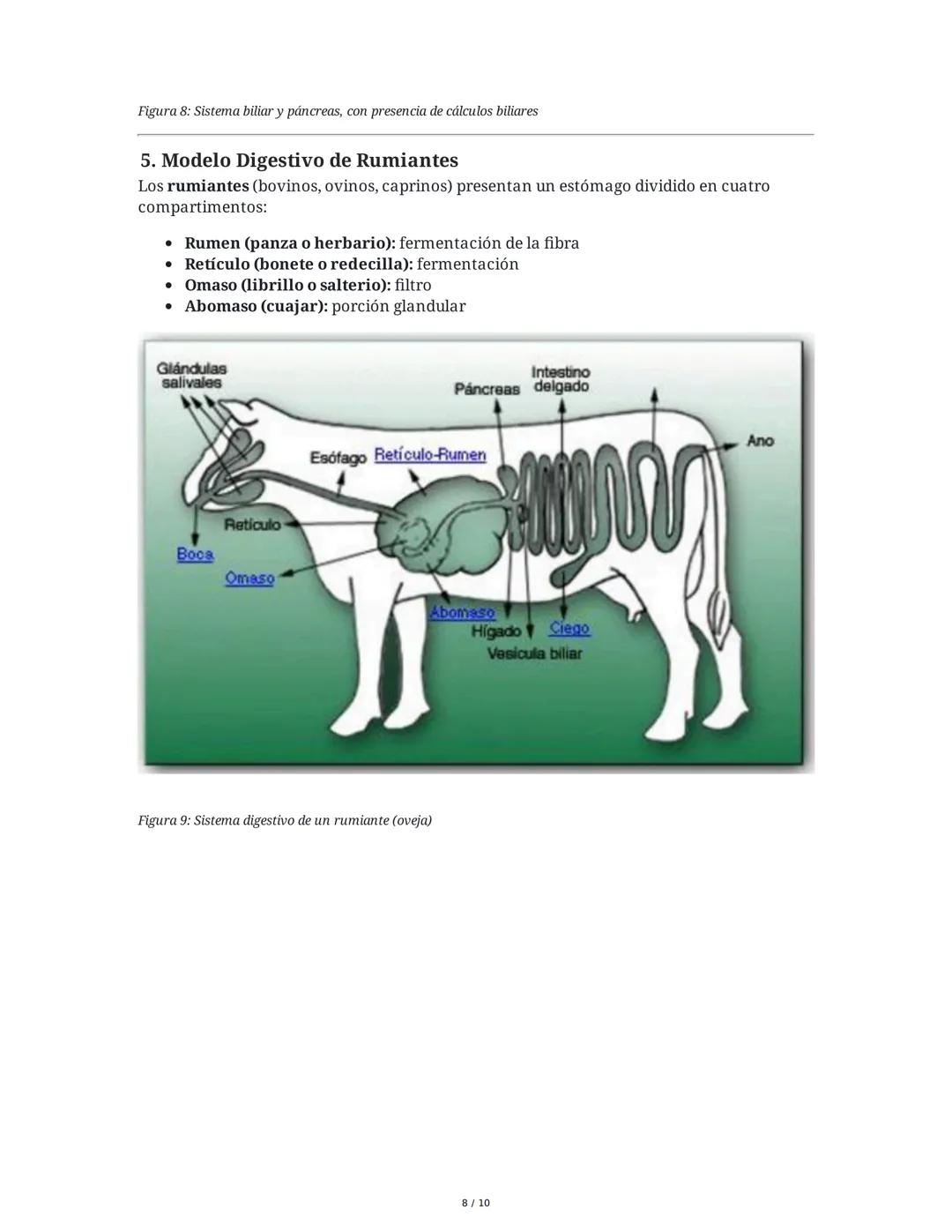 Sistema Digestivo en Animales
1. Introducción y Objetivos
El sistema digestivo es un conjunto de órganos y glándulas responsables de la dige