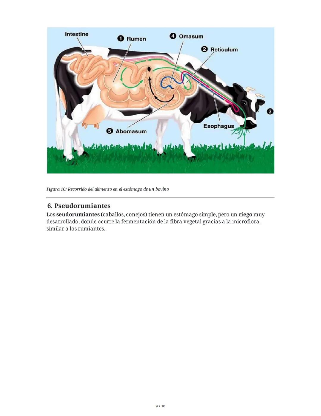 Sistema Digestivo en Animales
1. Introducción y Objetivos
El sistema digestivo es un conjunto de órganos y glándulas responsables de la dige