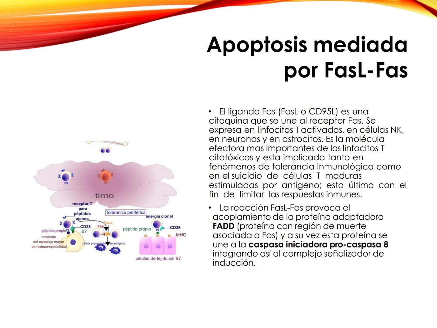 C
E
Universidad
Central
Facultad de Ciencias
de la Salud
TOLERANCIA Y
VACUNACION
TM Camilo Ortega Villanueva
TM Daniela Ovalle Vidangossy
Ca
