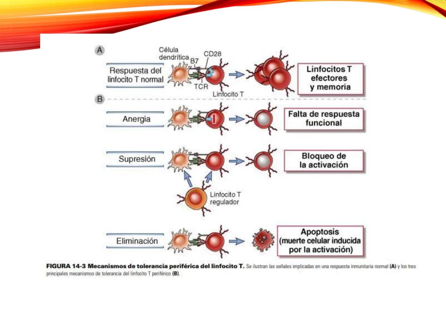 C
E
Universidad
Central
Facultad de Ciencias
de la Salud
TOLERANCIA Y
VACUNACION
TM Camilo Ortega Villanueva
TM Daniela Ovalle Vidangossy
Ca