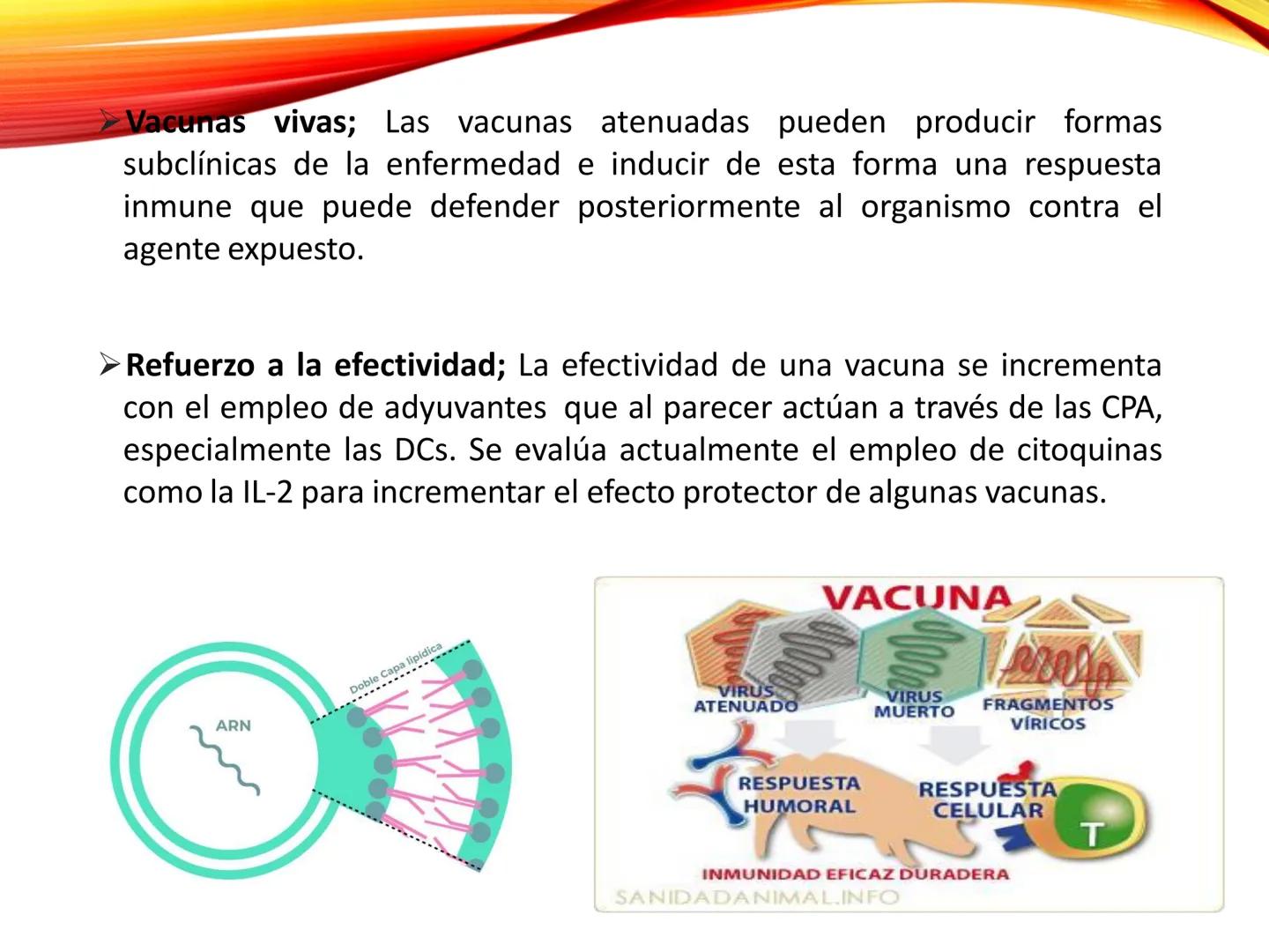 C
E
Universidad
Central
Facultad de Ciencias
de la Salud
TOLERANCIA Y
VACUNACION
TM Camilo Ortega Villanueva
TM Daniela Ovalle Vidangossy
Ca