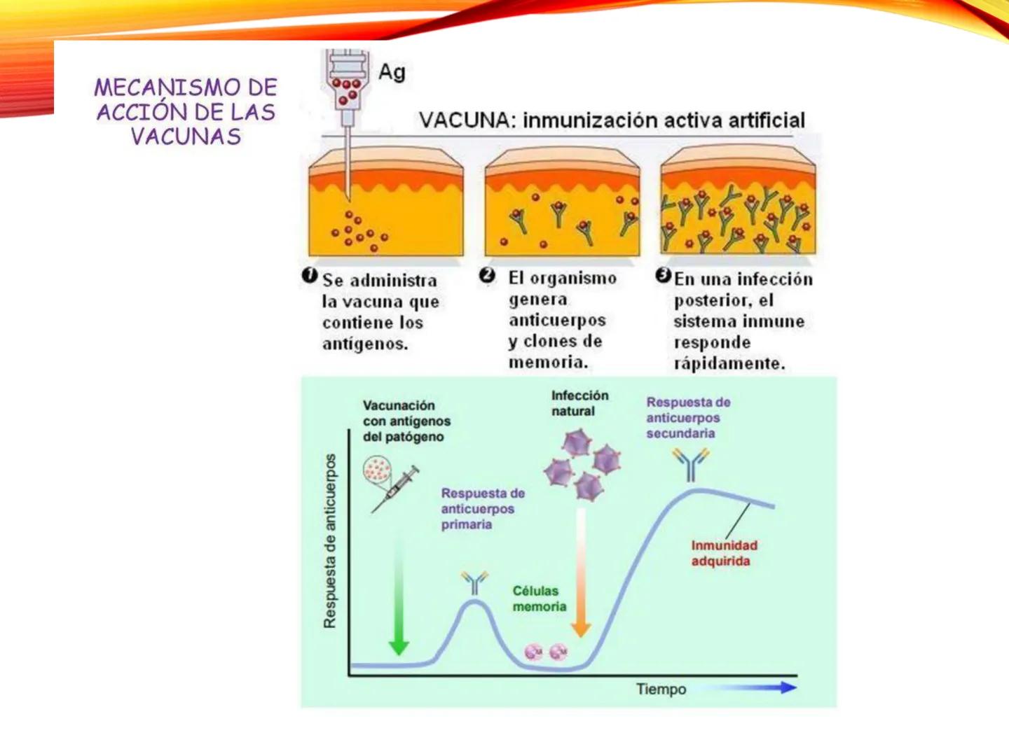 C
E
Universidad
Central
Facultad de Ciencias
de la Salud
TOLERANCIA Y
VACUNACION
TM Camilo Ortega Villanueva
TM Daniela Ovalle Vidangossy
Ca