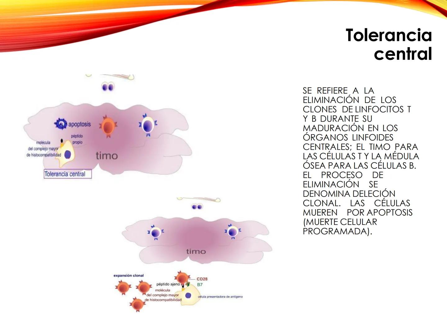 C
E
Universidad
Central
Facultad de Ciencias
de la Salud
TOLERANCIA Y
VACUNACION
TM Camilo Ortega Villanueva
TM Daniela Ovalle Vidangossy
Ca