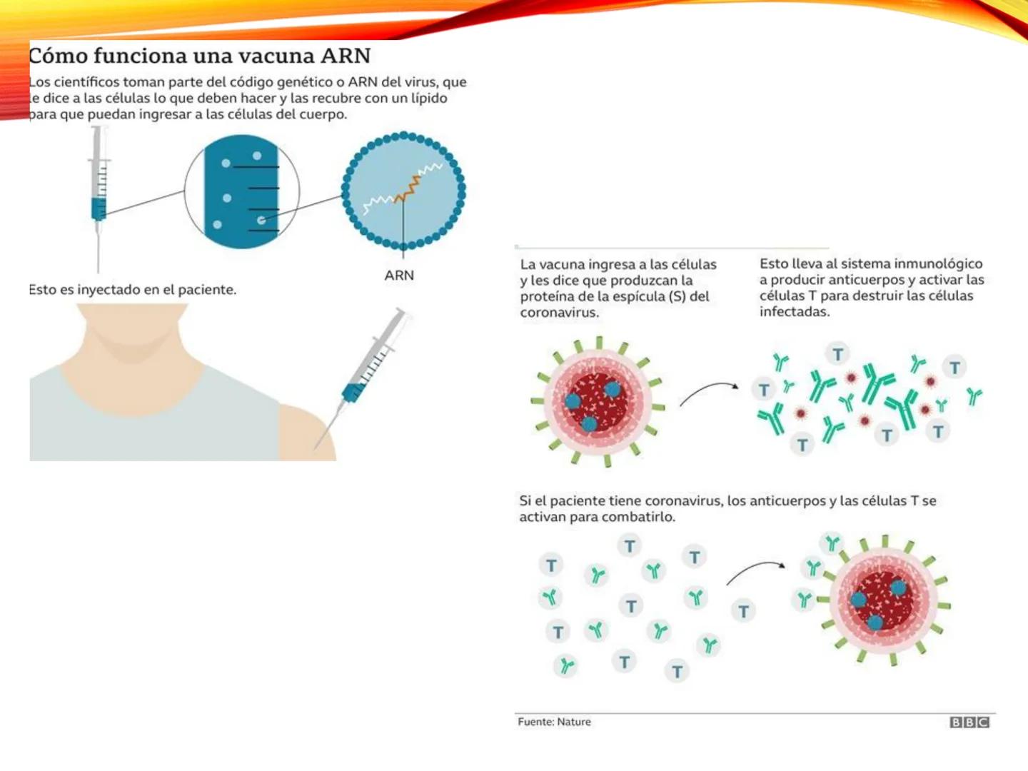 C
E
Universidad
Central
Facultad de Ciencias
de la Salud
TOLERANCIA Y
VACUNACION
TM Camilo Ortega Villanueva
TM Daniela Ovalle Vidangossy
Ca