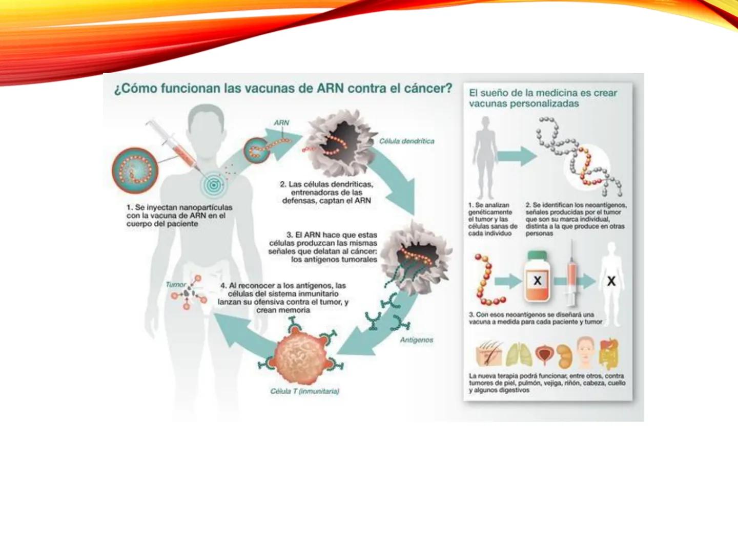 C
E
Universidad
Central
Facultad de Ciencias
de la Salud
TOLERANCIA Y
VACUNACION
TM Camilo Ortega Villanueva
TM Daniela Ovalle Vidangossy
Ca