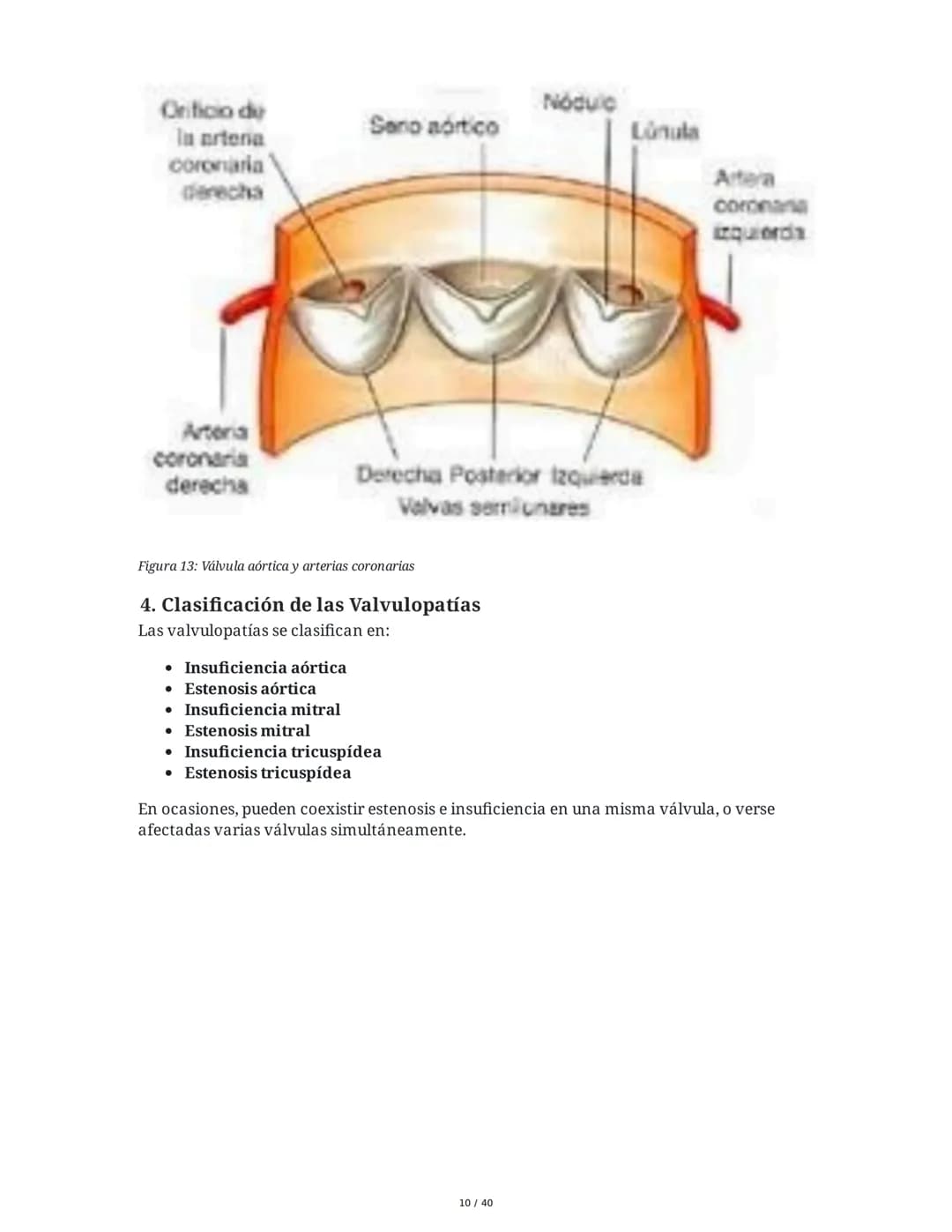 Patologías de las Válvulas Cardiacas
1. Anatomía y Fisiología de las Válvulas Cardiacas
Las válvulas cardíacas son estructuras que permiten 