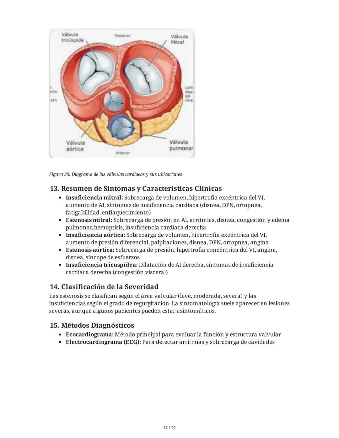 Patologías de las Válvulas Cardiacas
1. Anatomía y Fisiología de las Válvulas Cardiacas
Las válvulas cardíacas son estructuras que permiten 