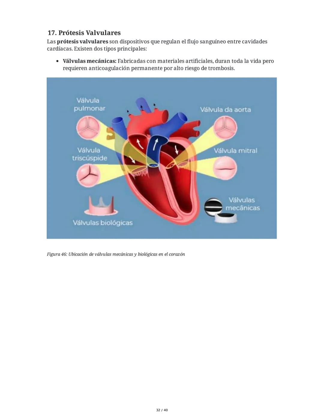 Patologías de las Válvulas Cardiacas
1. Anatomía y Fisiología de las Válvulas Cardiacas
Las válvulas cardíacas son estructuras que permiten 