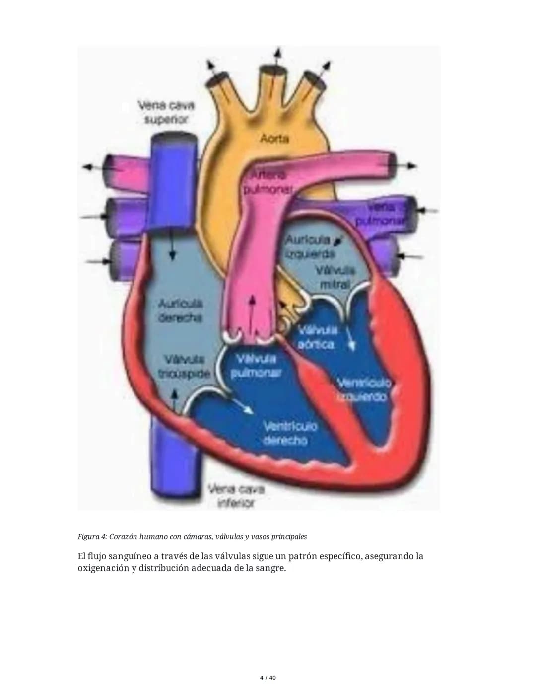 Patologías de las Válvulas Cardiacas
1. Anatomía y Fisiología de las Válvulas Cardiacas
Las válvulas cardíacas son estructuras que permiten 