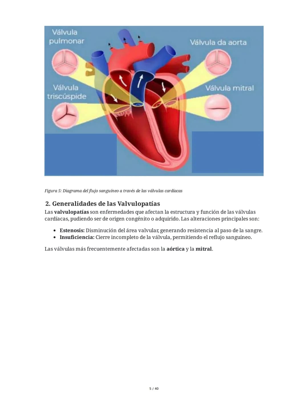 Patologías de las Válvulas Cardiacas
1. Anatomía y Fisiología de las Válvulas Cardiacas
Las válvulas cardíacas son estructuras que permiten 