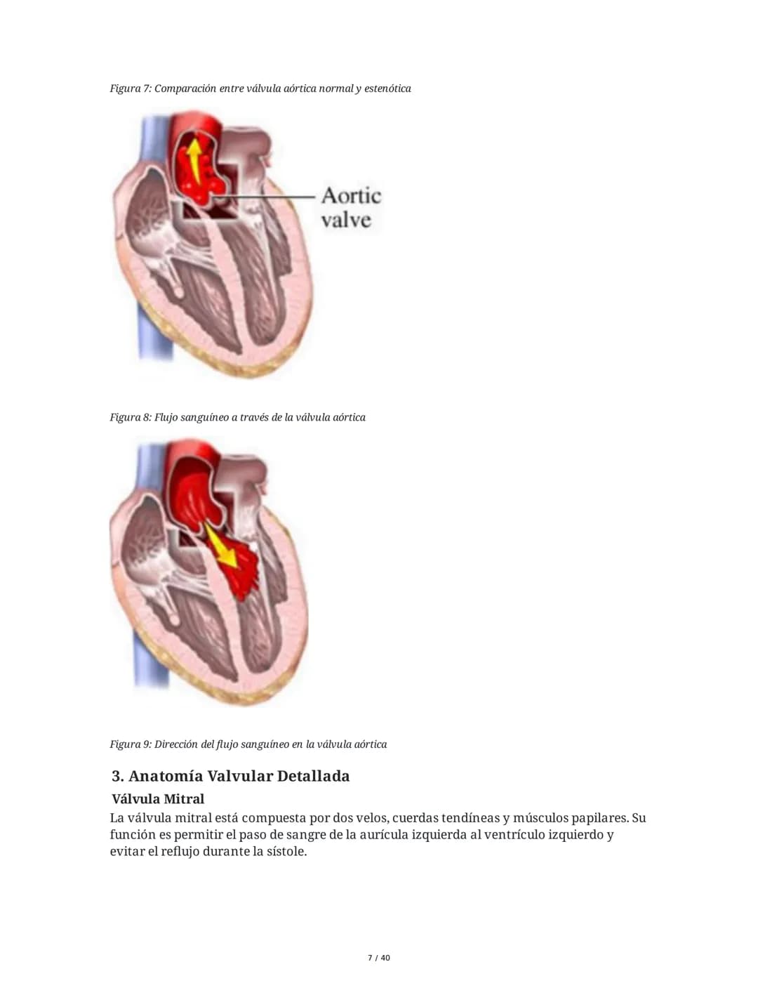 Patologías de las Válvulas Cardiacas
1. Anatomía y Fisiología de las Válvulas Cardiacas
Las válvulas cardíacas son estructuras que permiten 