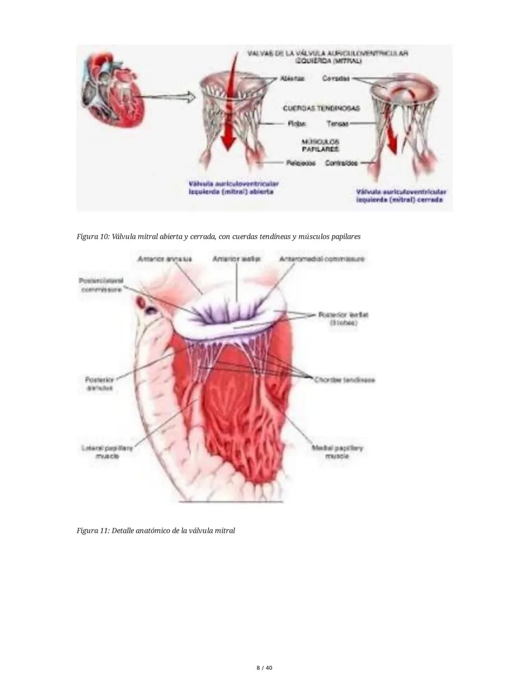 Patologías de las Válvulas Cardiacas
1. Anatomía y Fisiología de las Válvulas Cardiacas
Las válvulas cardíacas son estructuras que permiten 