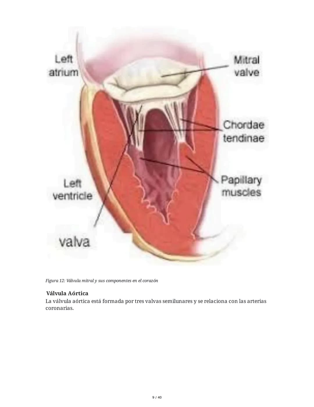 Patologías de las Válvulas Cardiacas
1. Anatomía y Fisiología de las Válvulas Cardiacas
Las válvulas cardíacas son estructuras que permiten 
