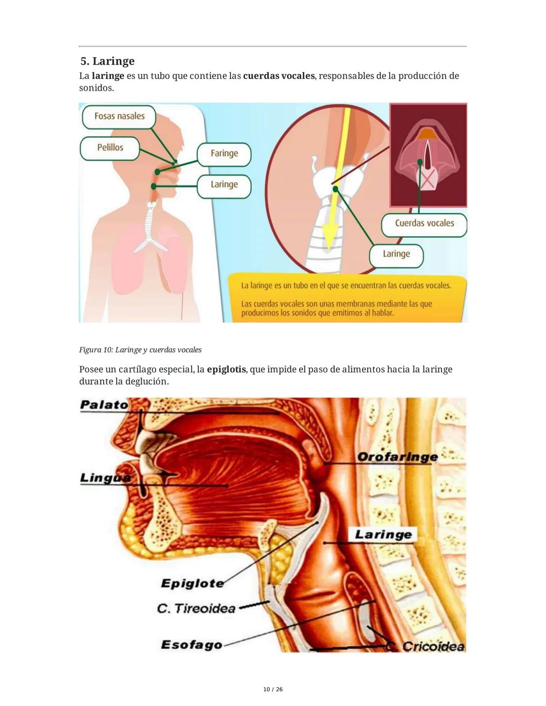 Sistema Respiratorio
1. Introducción al Sistema Respiratorio
El sistema respiratorio es el conjunto de órganos y estructuras encargados de l