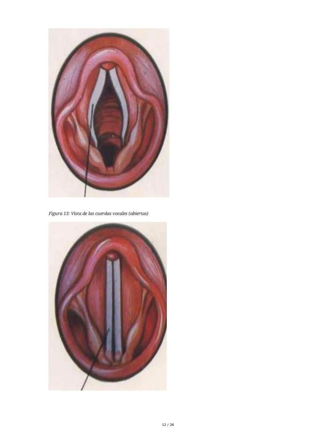 Sistema Respiratorio
1. Introducción al Sistema Respiratorio
El sistema respiratorio es el conjunto de órganos y estructuras encargados de l