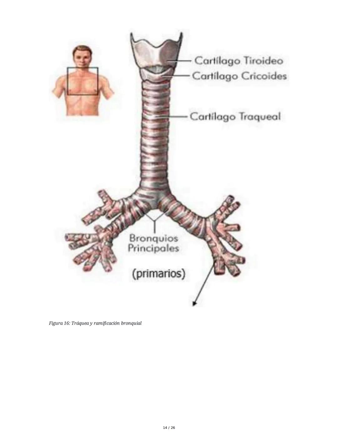 Sistema Respiratorio
1. Introducción al Sistema Respiratorio
El sistema respiratorio es el conjunto de órganos y estructuras encargados de l