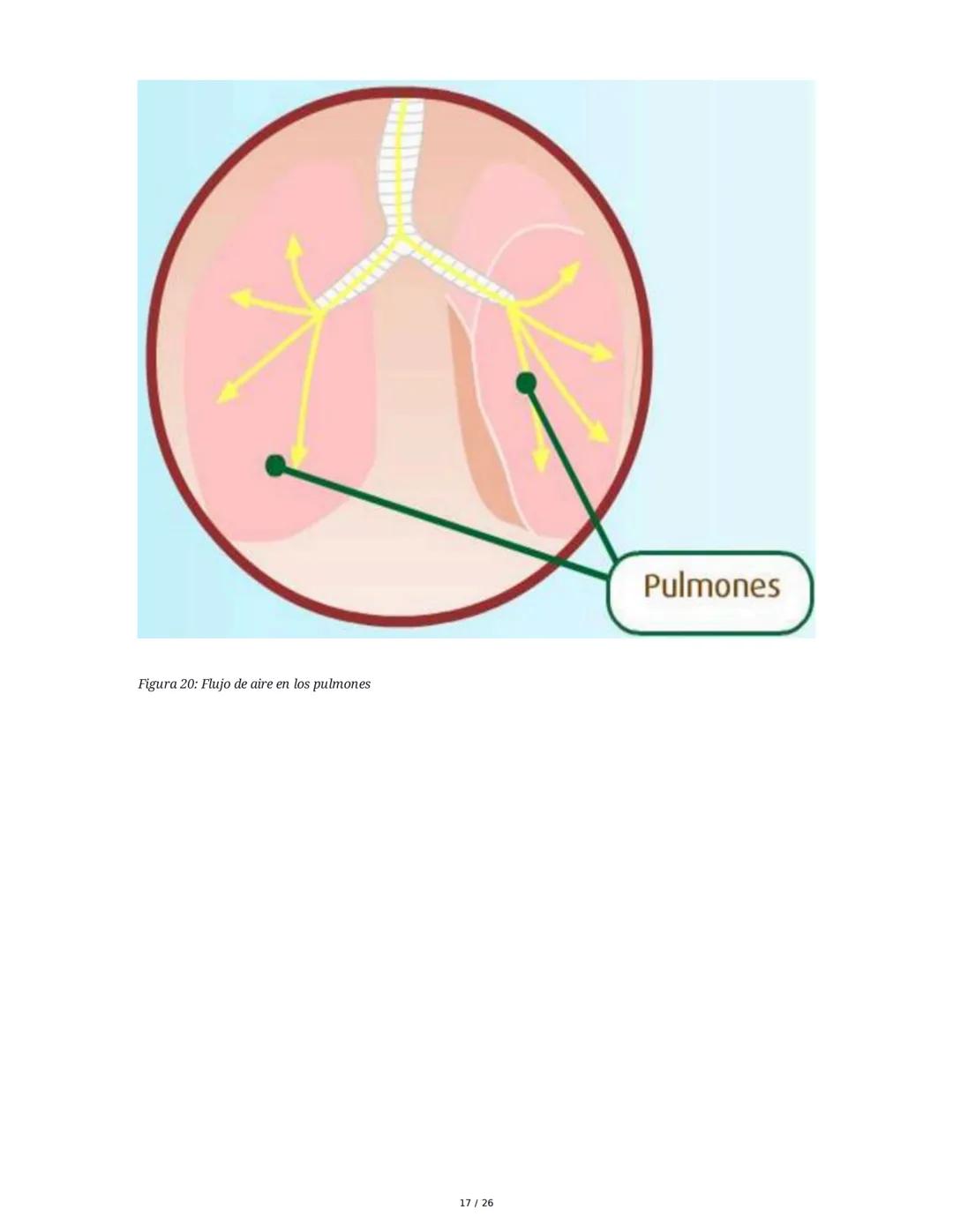Sistema Respiratorio
1. Introducción al Sistema Respiratorio
El sistema respiratorio es el conjunto de órganos y estructuras encargados de l