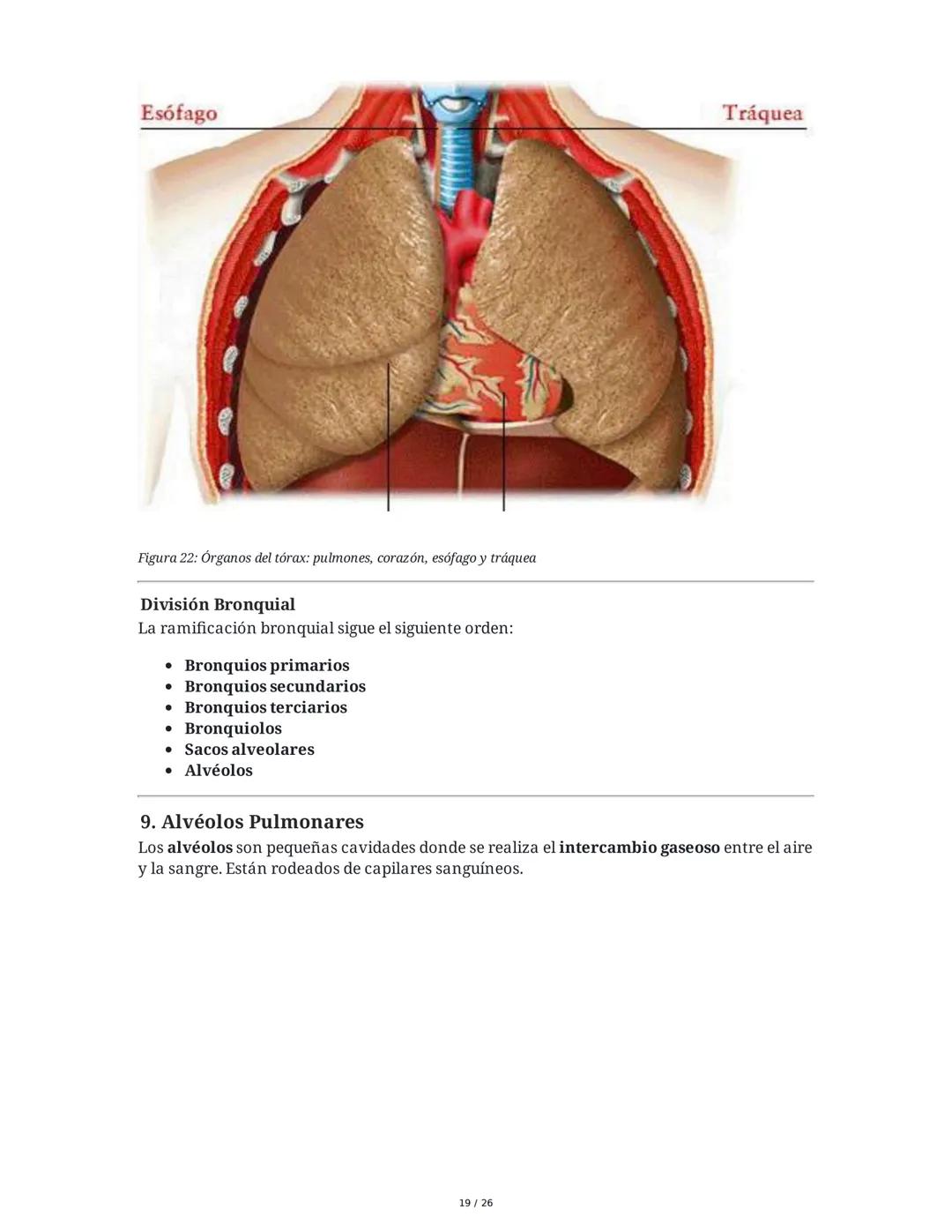 Sistema Respiratorio
1. Introducción al Sistema Respiratorio
El sistema respiratorio es el conjunto de órganos y estructuras encargados de l