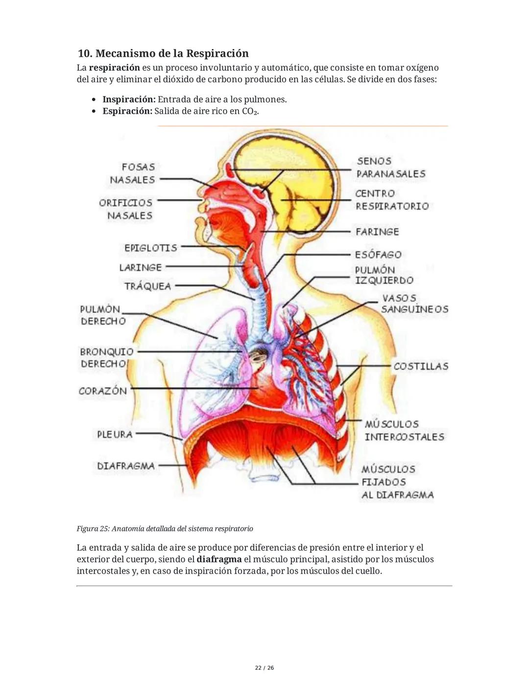 Sistema Respiratorio
1. Introducción al Sistema Respiratorio
El sistema respiratorio es el conjunto de órganos y estructuras encargados de l