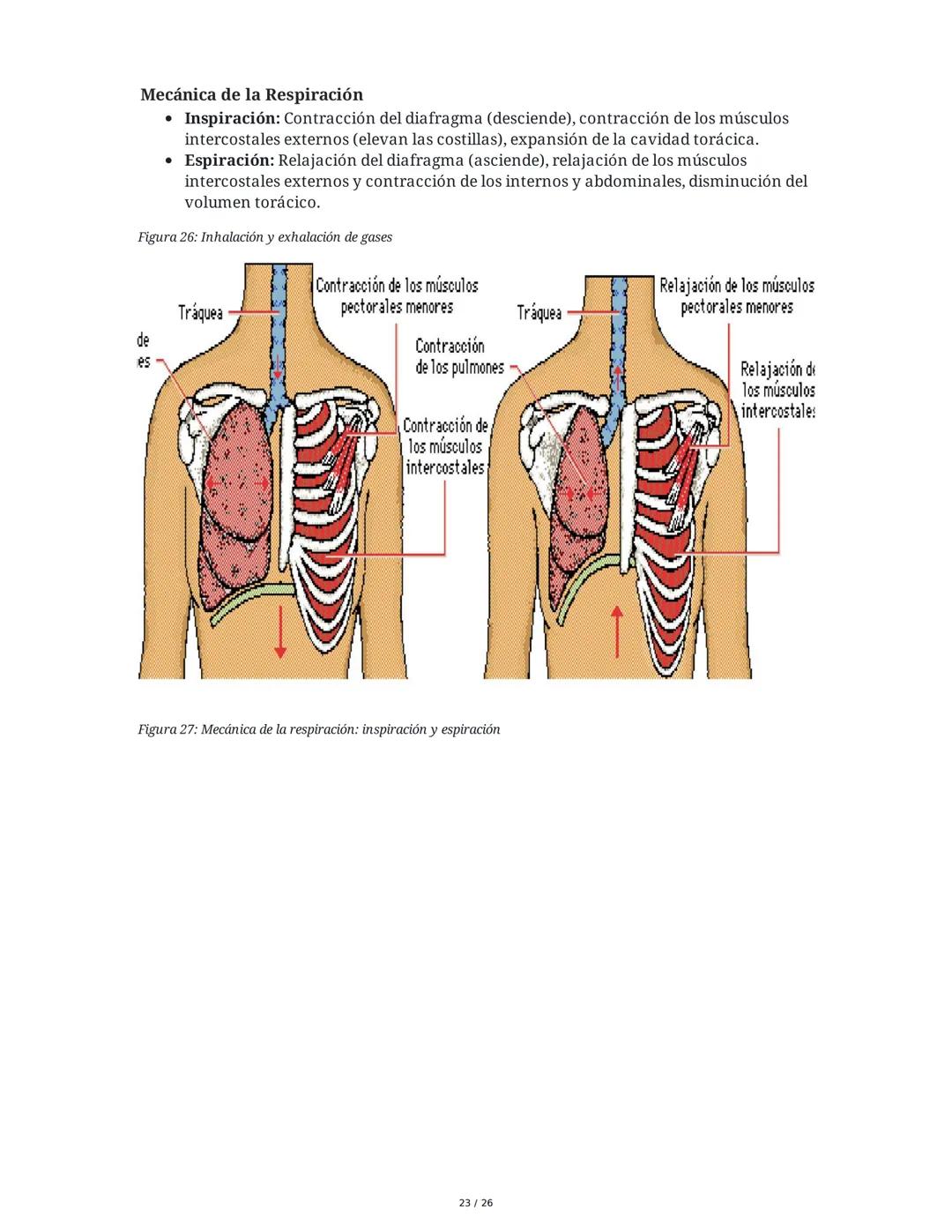 Sistema Respiratorio
1. Introducción al Sistema Respiratorio
El sistema respiratorio es el conjunto de órganos y estructuras encargados de l