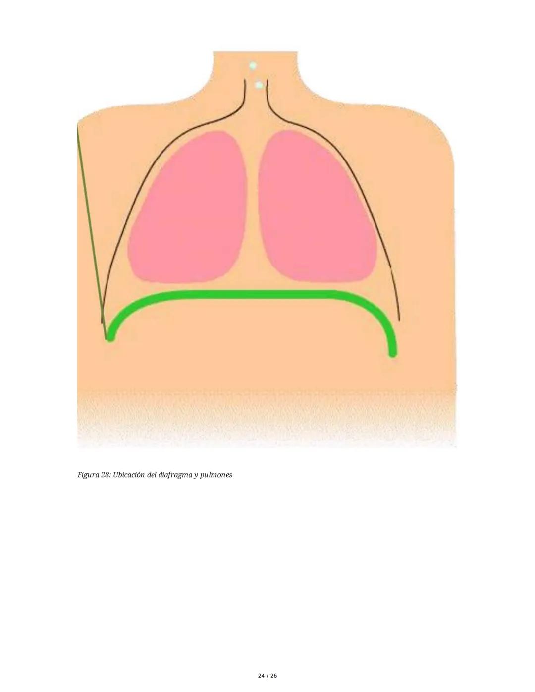 Sistema Respiratorio
1. Introducción al Sistema Respiratorio
El sistema respiratorio es el conjunto de órganos y estructuras encargados de l