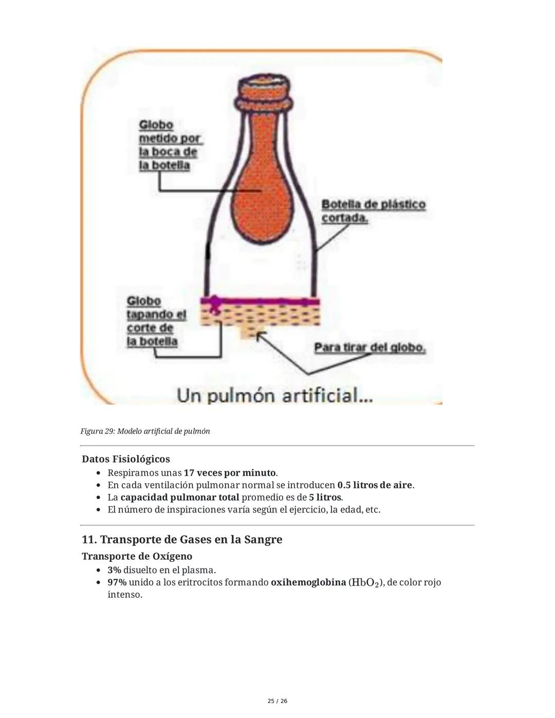 Sistema Respiratorio
1. Introducción al Sistema Respiratorio
El sistema respiratorio es el conjunto de órganos y estructuras encargados de l