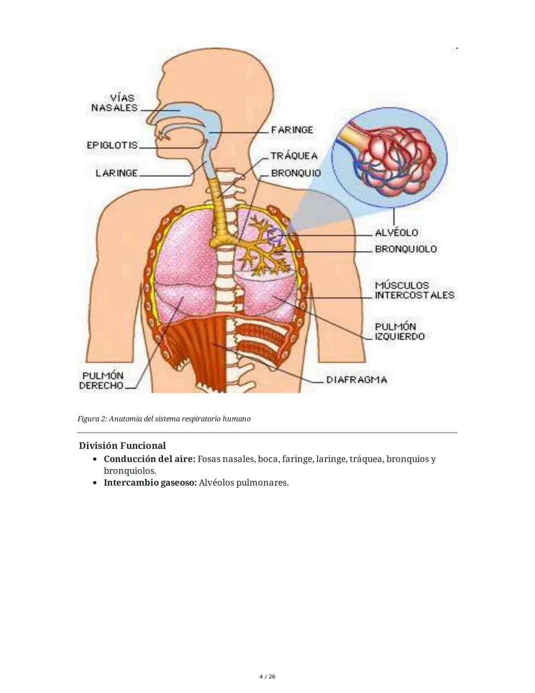 Sistema Respiratorio
1. Introducción al Sistema Respiratorio
El sistema respiratorio es el conjunto de órganos y estructuras encargados de l