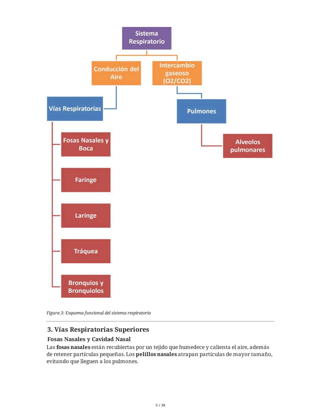 Sistema Respiratorio
1. Introducción al Sistema Respiratorio
El sistema respiratorio es el conjunto de órganos y estructuras encargados de l